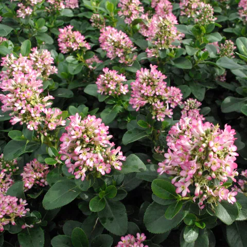 Escallonia laevis 'Pink Elle' ®