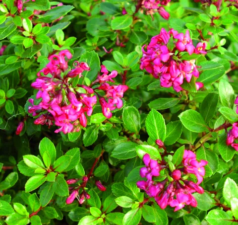 Escallonia 'Red Dream'