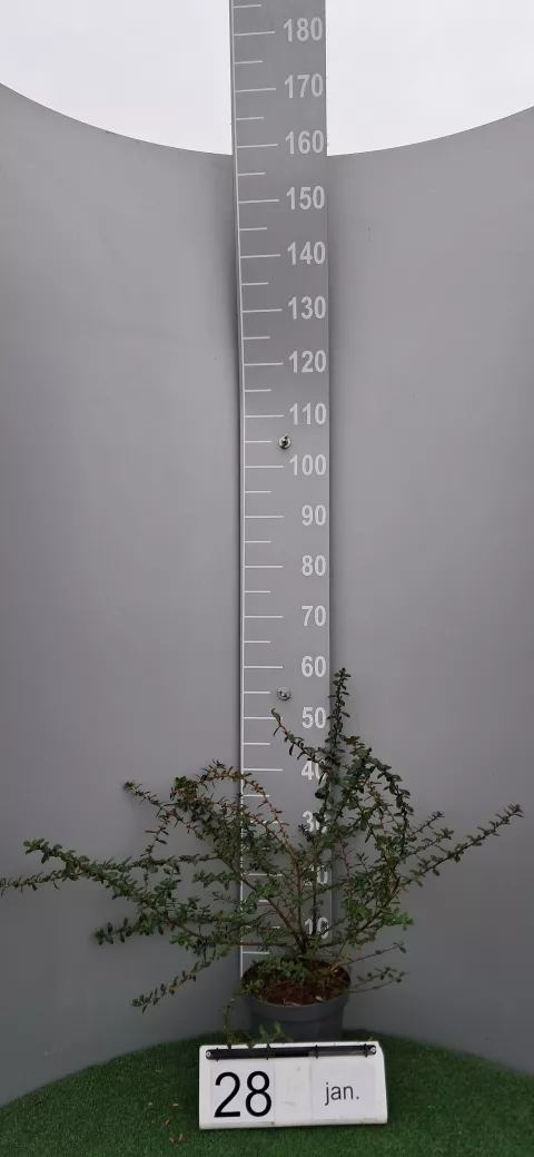 Escallonia 'Red Elf'