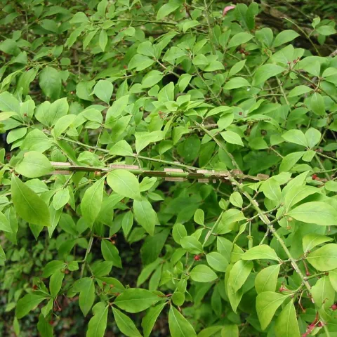 Euonymus alatus