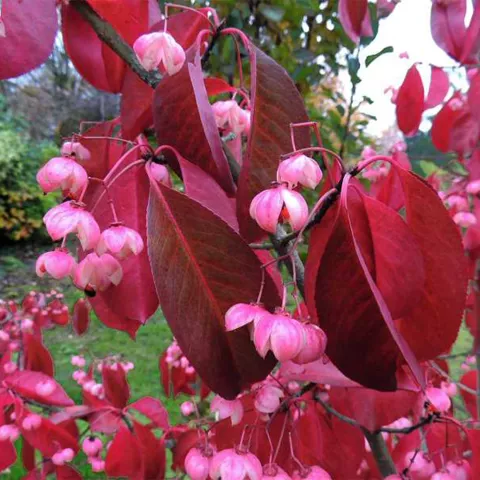 Euonymus grandiflorus 'Ruby Wine' ®