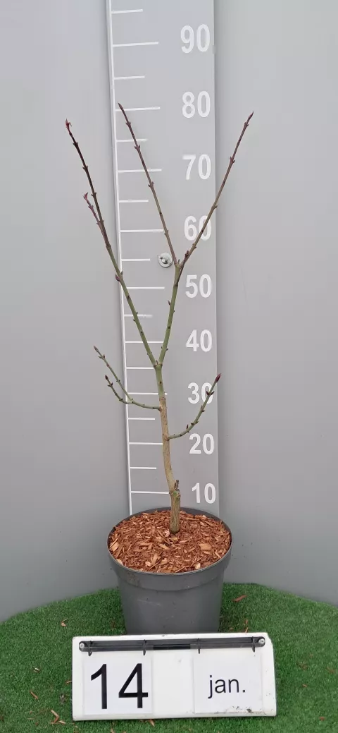 Euonymus grandiflorus 'Ruby Wine' ®