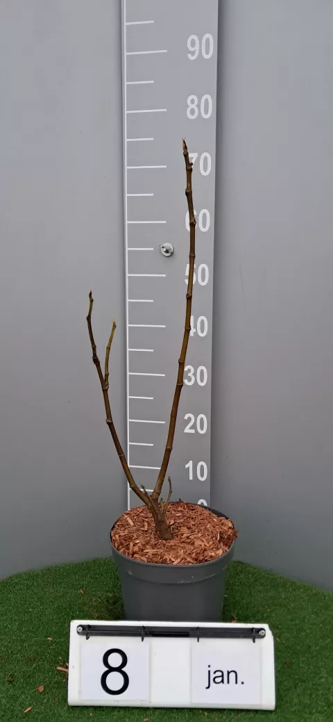 Ficus carica 'Goutte d'or'