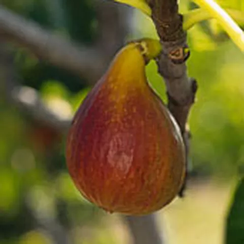 Ficus carica 'Brunswick'