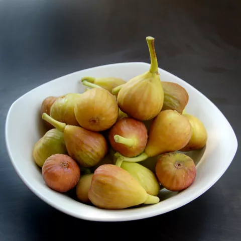 Ficus carica 'Brown Turkey'