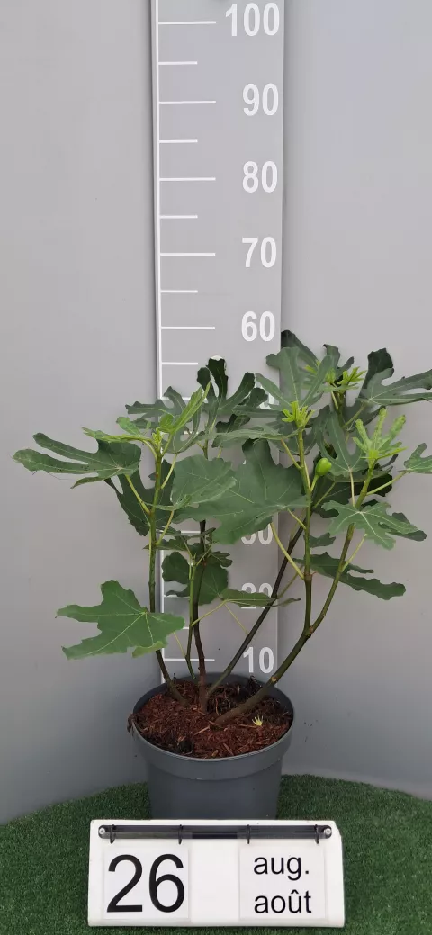 Ficus carica 'Brown Turkey'