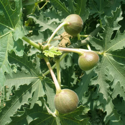Ficus carica 'Ice Crystal'