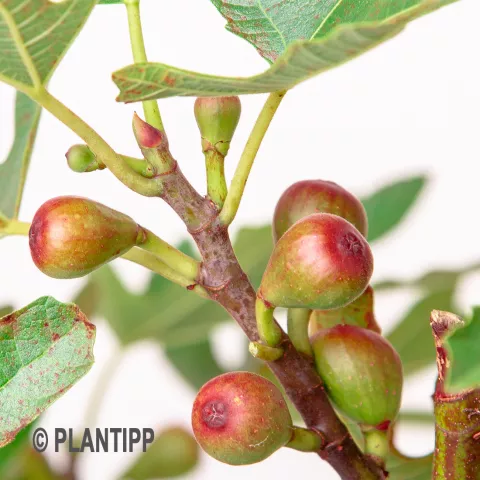 Ficus carica 'Little Miss Figgy'