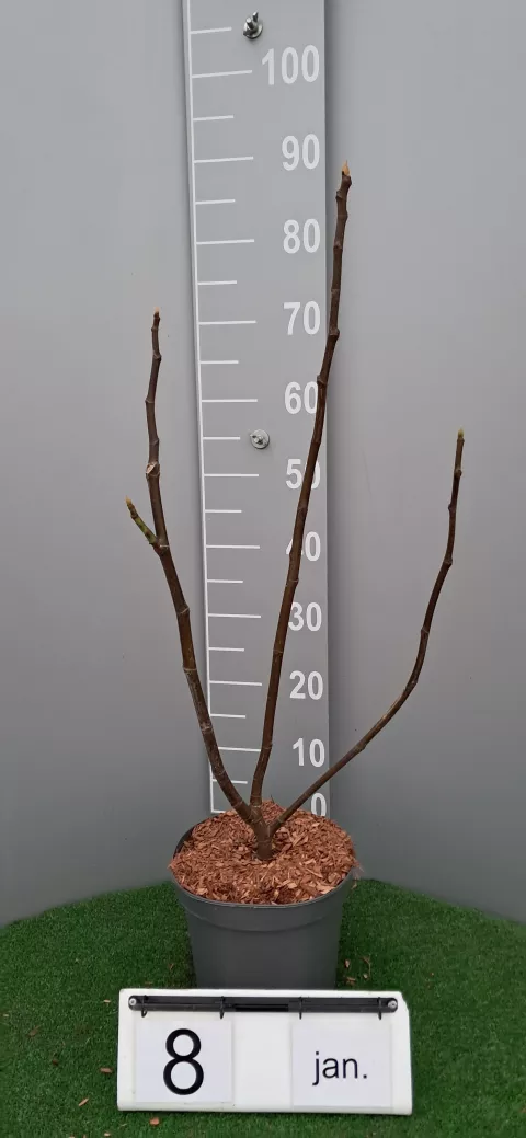 Ficus carica 'Pastilère'