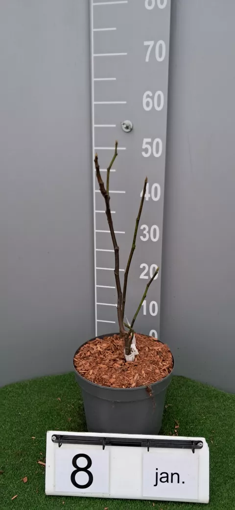 Ficus carica 'Violette d'Argenteuil'