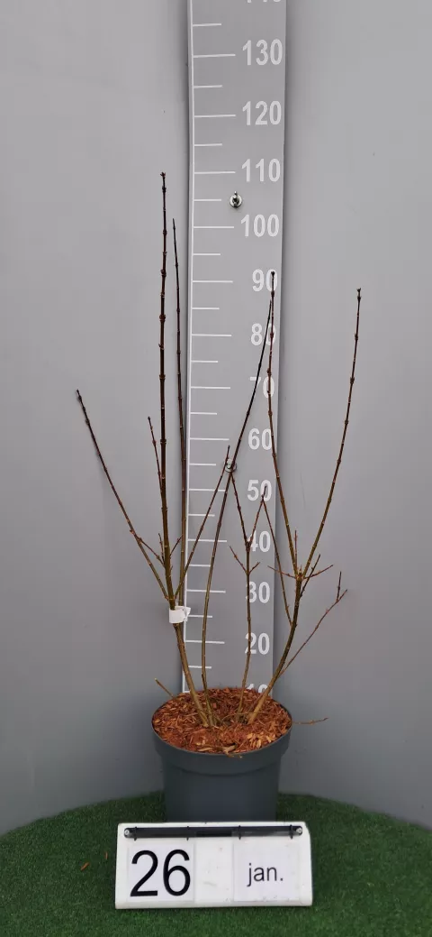 Forsythia intermedia 'Lynwood'