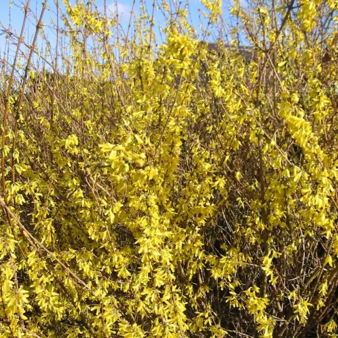 Forsythia intermedia 'Lynwood'