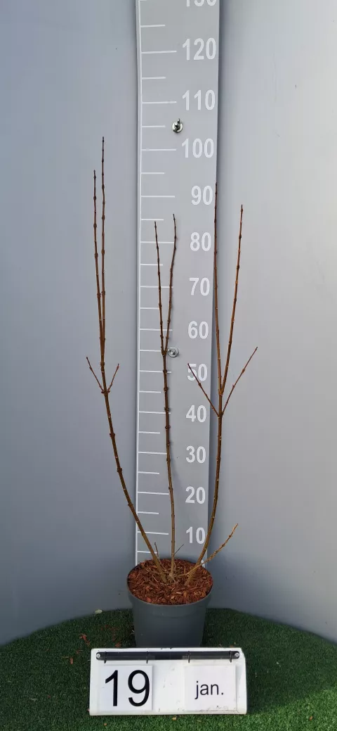 Forsythia intermedia 'Lynwood'