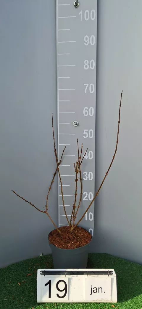 Forsythia intermedia 'Variegata'