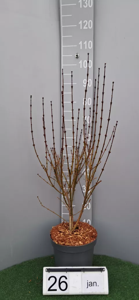 Forsythia intermedia 'Weekend'