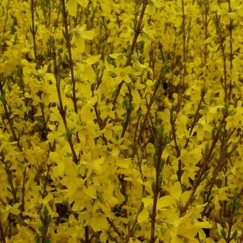 Forsythia intermedia 'Weekend'
