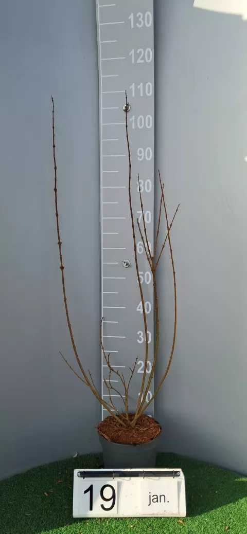 Forsythia intermedia 'Weekend'