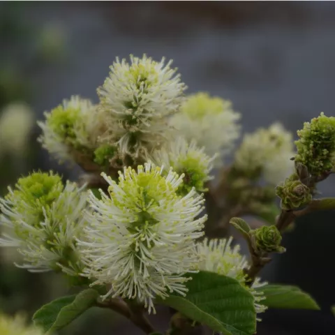 Fothergilla major