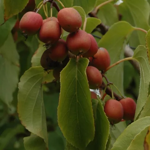 Actinidia arguta 'Geneva' (vr-fem)