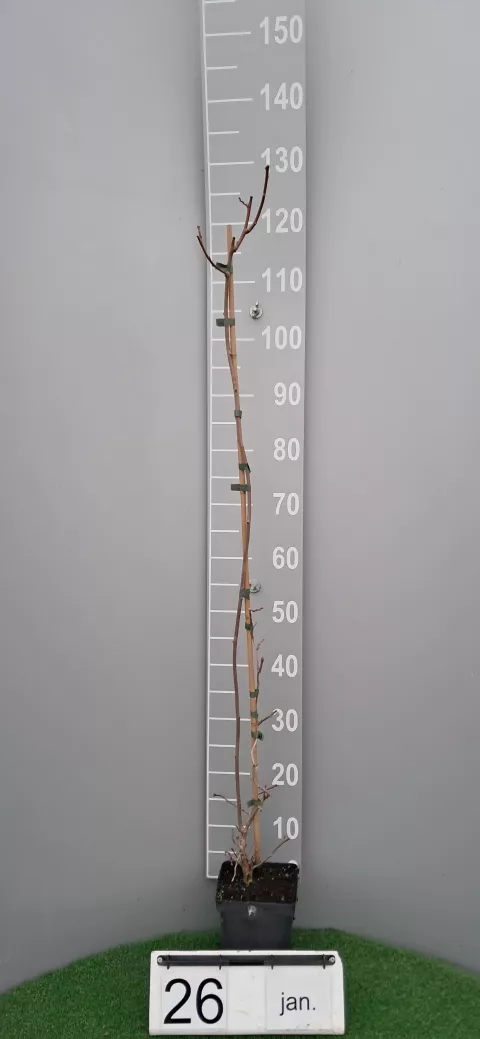 Actinidia arguta 'Geneva' (vr-fem)