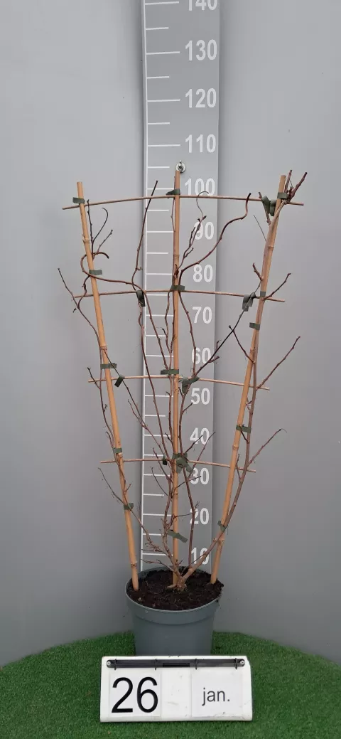 Actinidia arguta 'Issai'