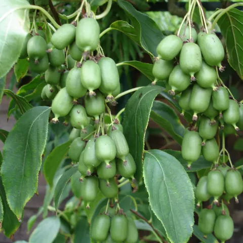 Actinidia arguta 'Issai'