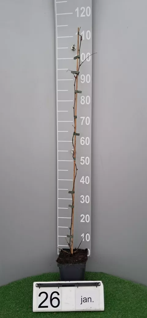 Actinidia arguta 'Issai'