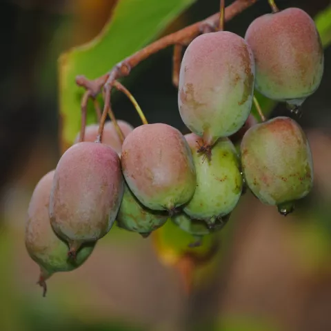 Actinidia arguta 'Kenn's Red' (vr-fem)