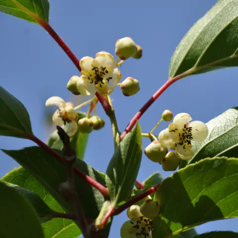 Actinidia arguta 'Weima' (mn-male)