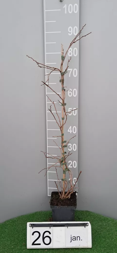 Actinidia arguta 'Weima' (mn-male)