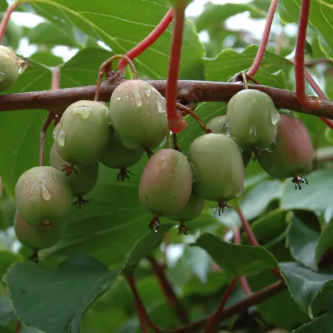 Actinidia arguta 'Weiki' (vr-fem)