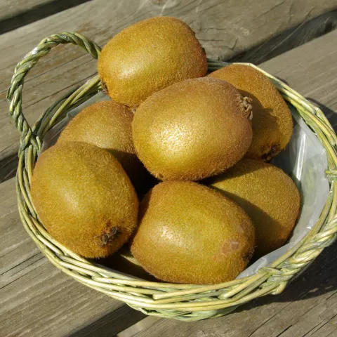 Actinidia del. 'Hayward' (vr-fem)