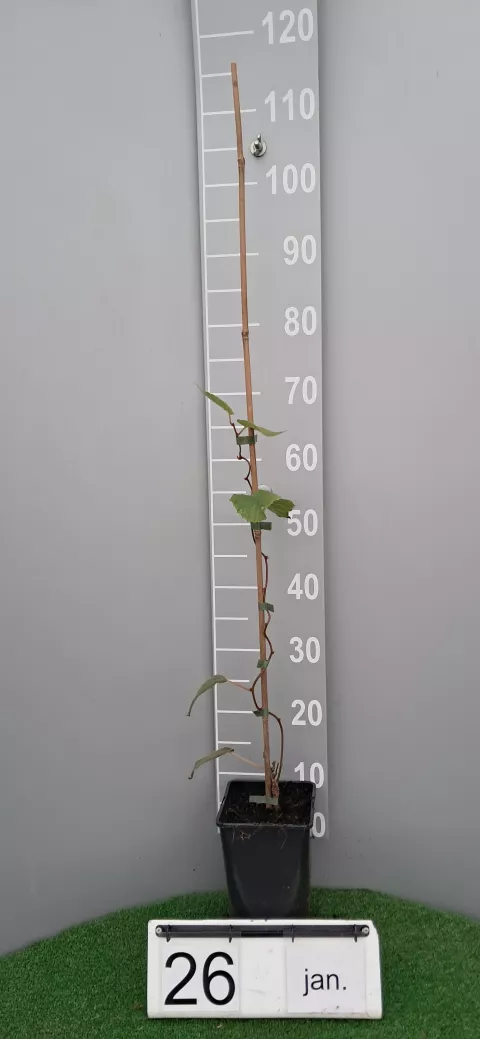 Actinidia del. 'Hayward' (vr-fem)