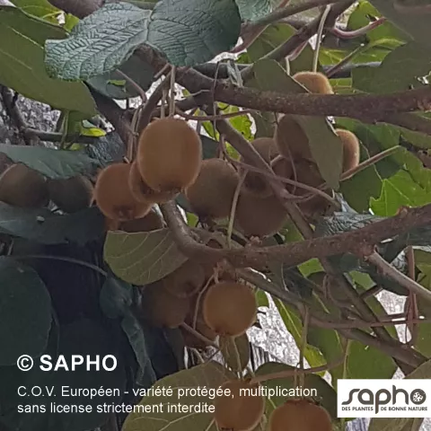 Actinidia del. 'Herma' ® (vr-fem)