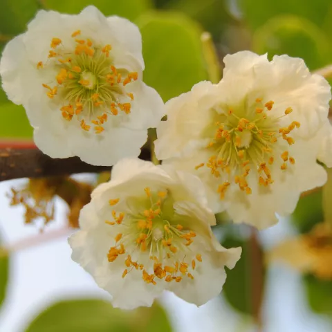 Actinidia del. 'Atlas' (mn-male)