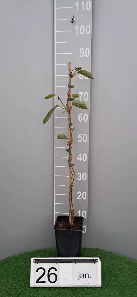 Actinidia del. 'Atlas' (mn-male)