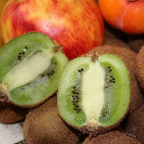 Actinidia del. 'Solissimo' ®