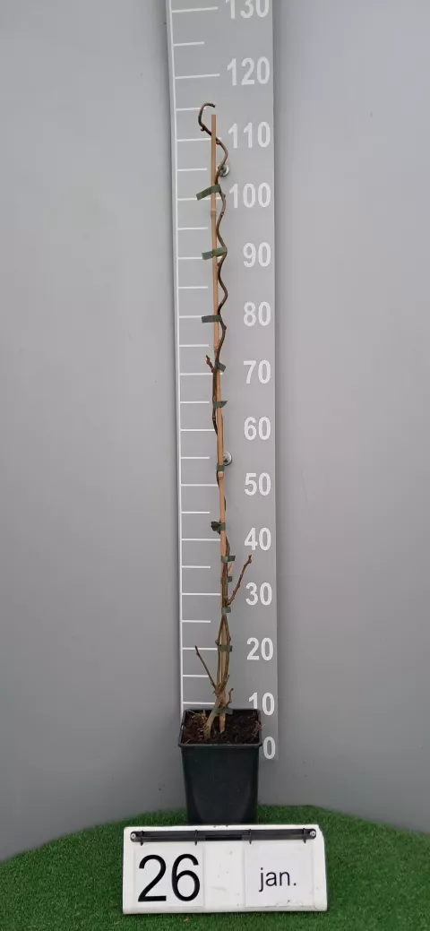 Actinidia del. 'Solissimo' ®