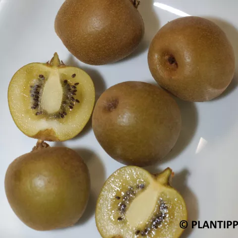 Actinidia del. 'Minkigold' ® (vr-fem)