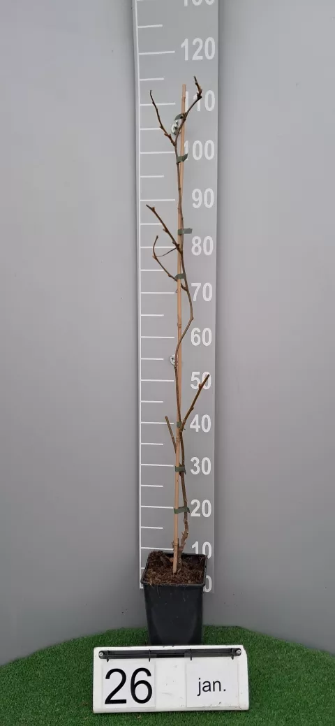 Actinidia del. 'Minkigold' ® (vr-fem)