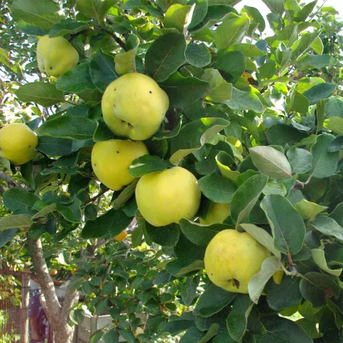 Cydonia oblonga 'Leskovacz'