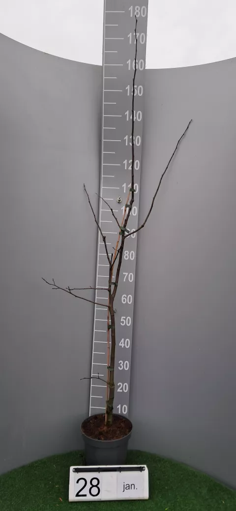 Cydonia oblonga 'Leskovacz'