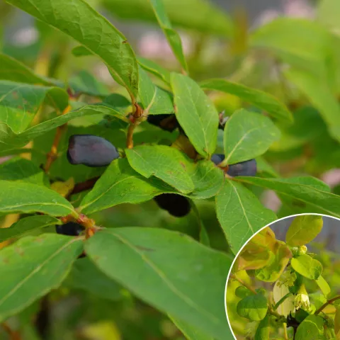Lonicera kamtschatica 'Duet'