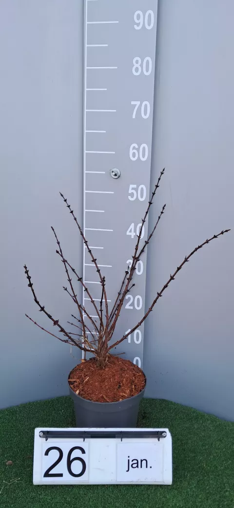 Lonicera kamtschatica 'Wojtek'