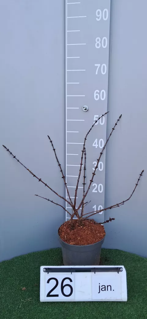 Lonicera kamtschatica 'Zojka'