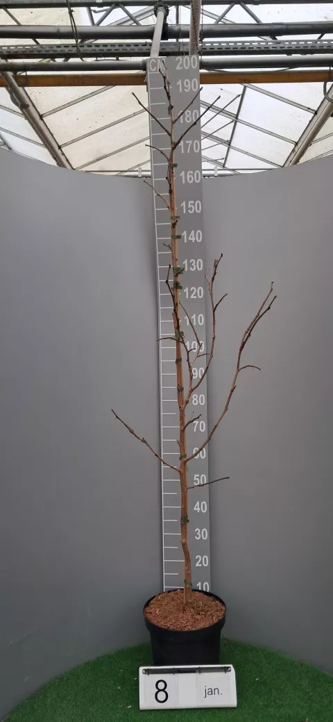 Morus nigra (spil/tige)