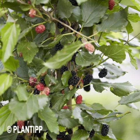 Morus rotundiloba BonBonBerry® Mojo Berry