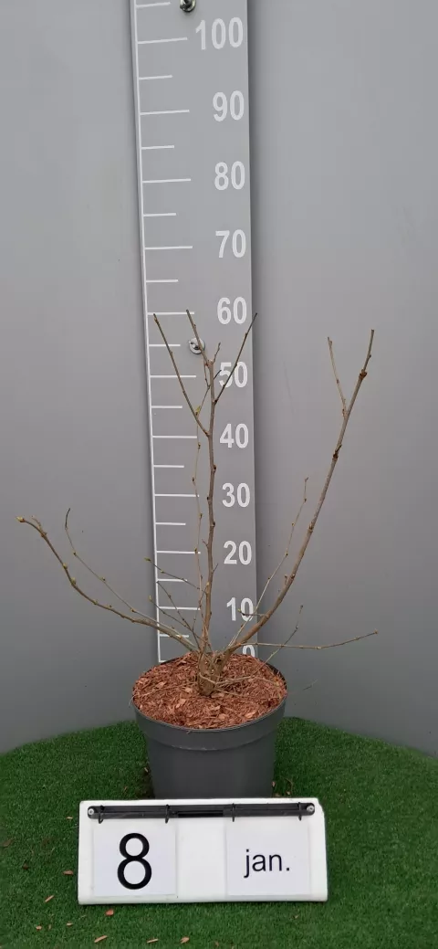 Morus rotundiloba BonBonBerry® Mojo Berry