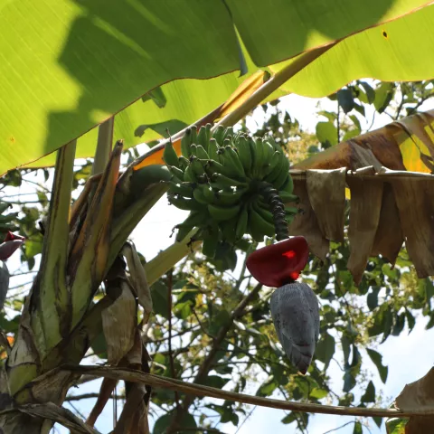 Musa basjoo 'Da Jiao'