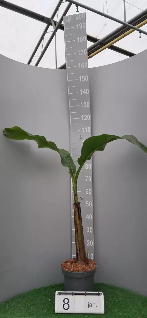 Musa basjoo 'Da Jiao'